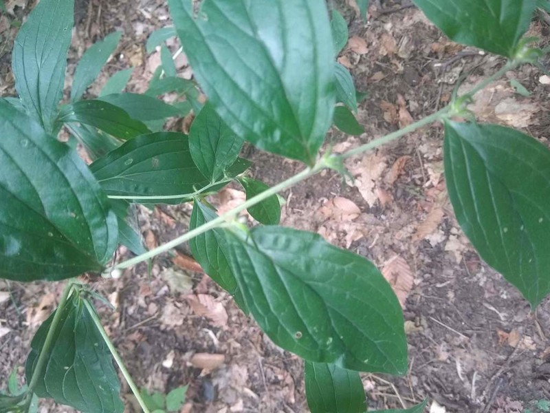 American Stoneseed photo 3