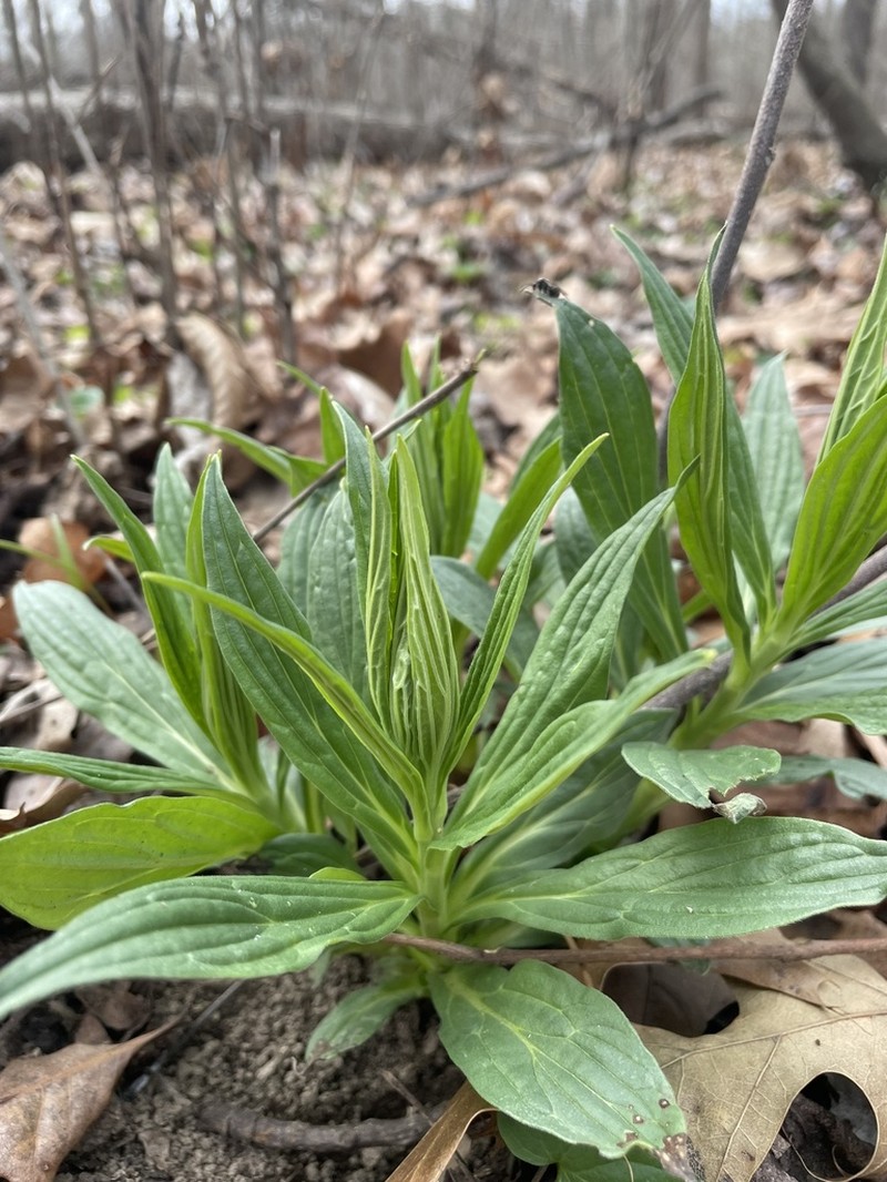 American Stoneseed photo 4