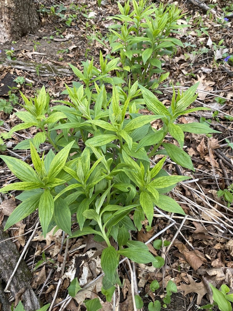 American Stoneseed photo 5