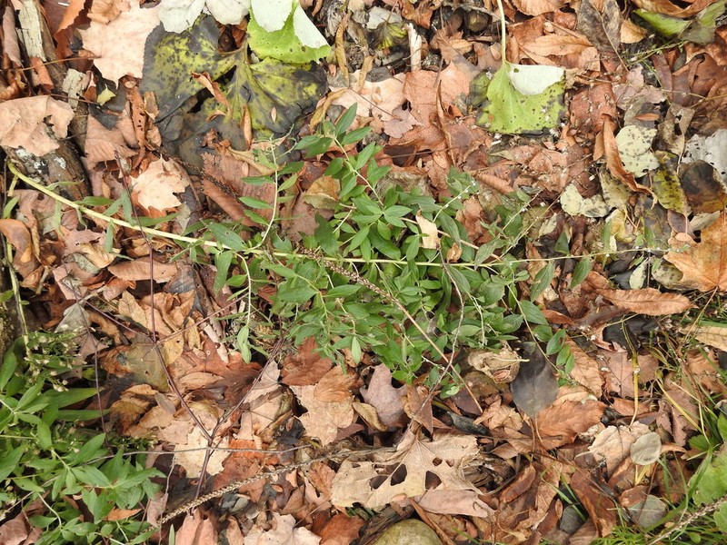 American Stoneseed photo 6