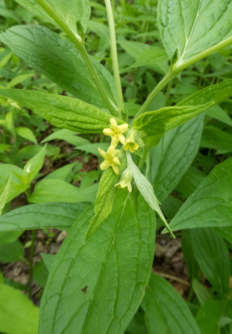 American Stoneseed photo 7