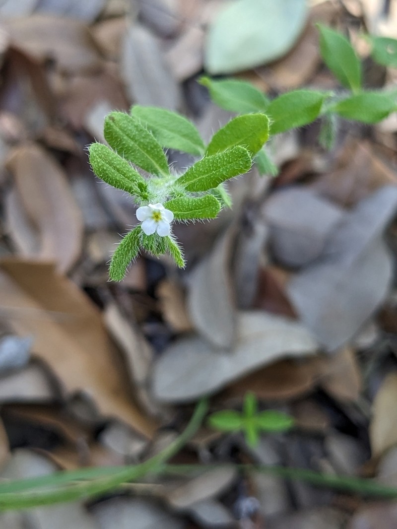 Rough Stoneseed photo 2