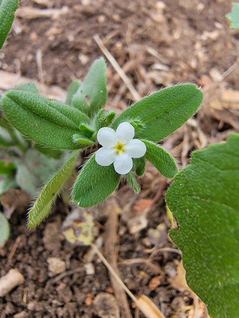 Rough Stoneseed photo 3
