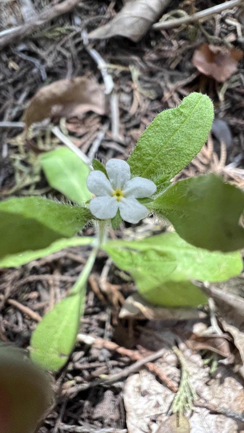 Rough Stoneseed photo 4