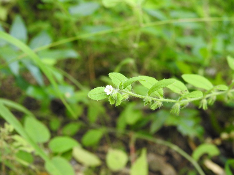 Rough Stoneseed photo 5