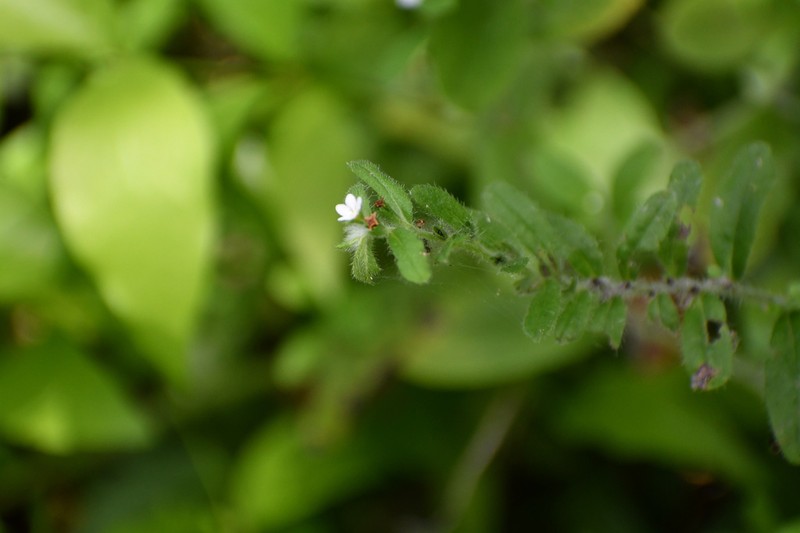 Rough Stoneseed photo 6