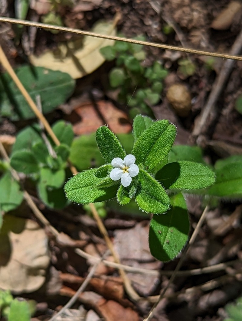 Rough Stoneseed photo 7