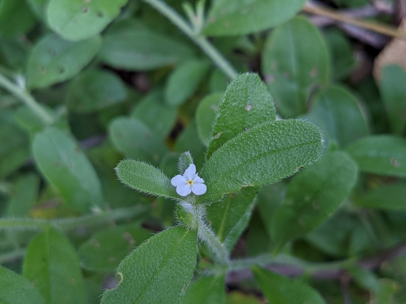 Rough Stoneseed photo 8