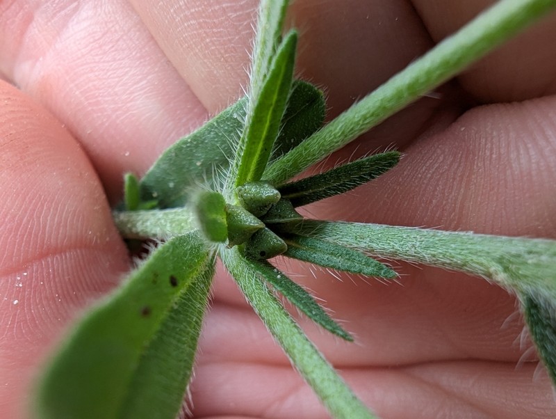San Antonio Stoneseed