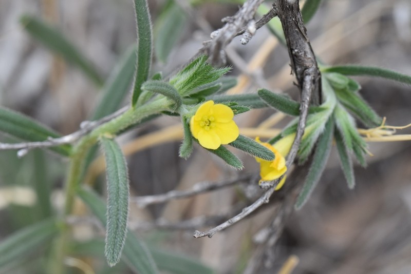 San Antonio Stoneseed photo 2