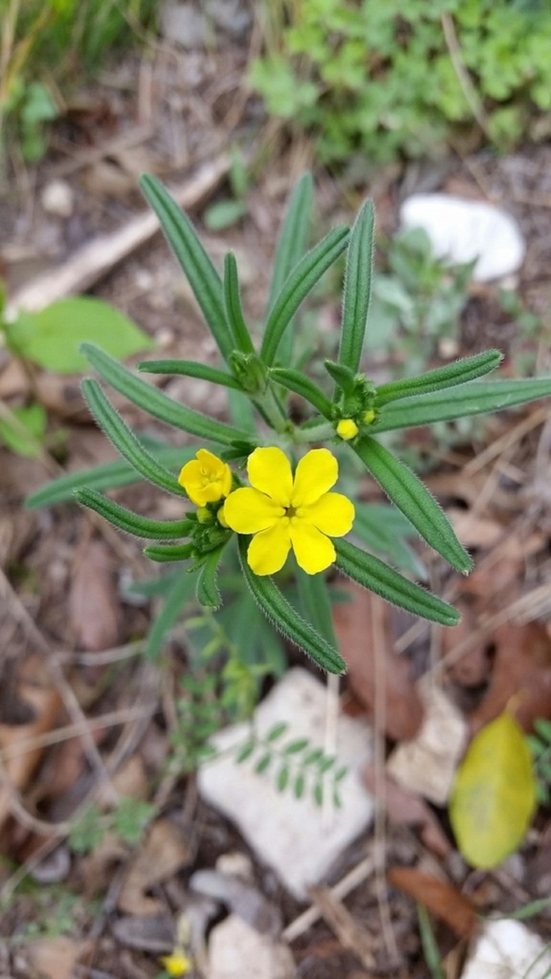San Antonio Stoneseed photo 4