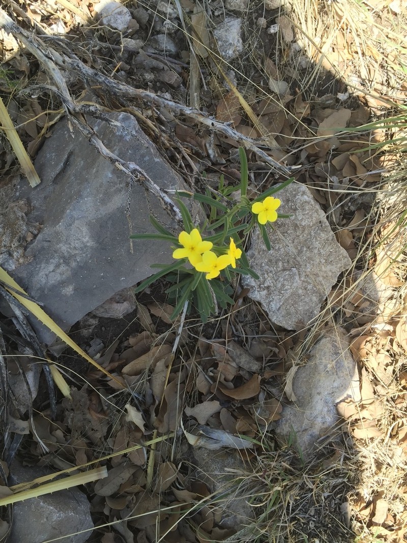 San Antonio Stoneseed photo 5