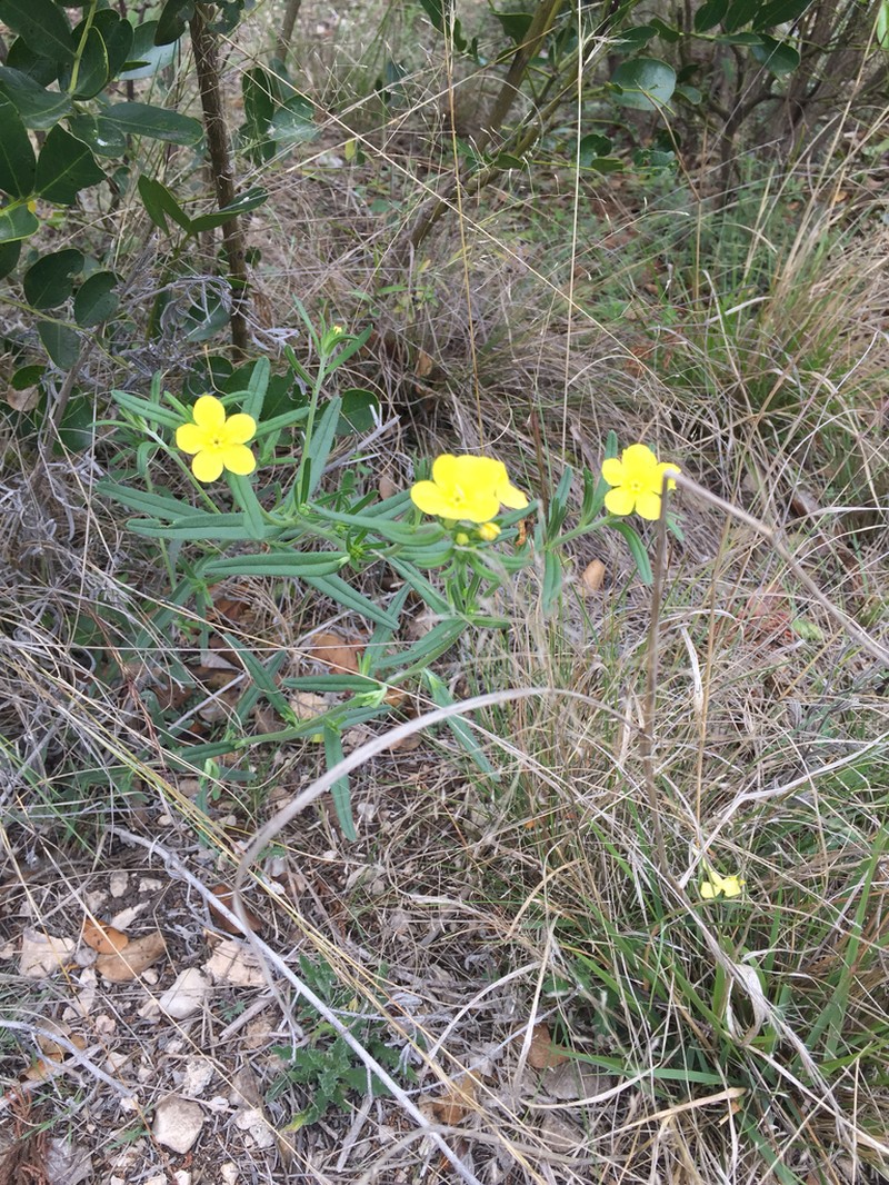 San Antonio Stoneseed photo 7