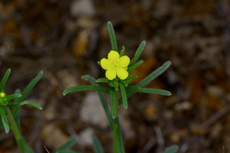 San Antonio Stoneseed photo 8