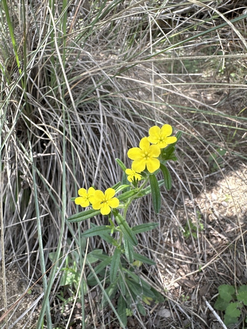 Parks' Stoneseed photo 3
