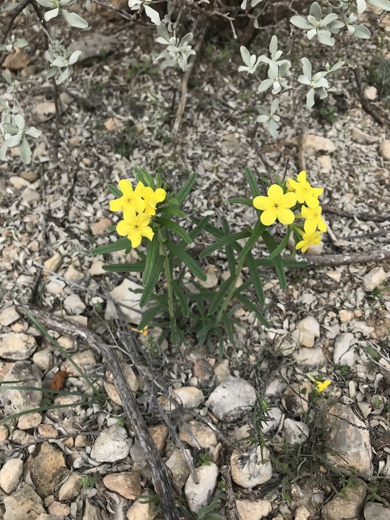 Parks' Stoneseed photo 6