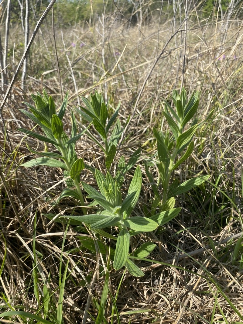 Lithospermum molle photo 2