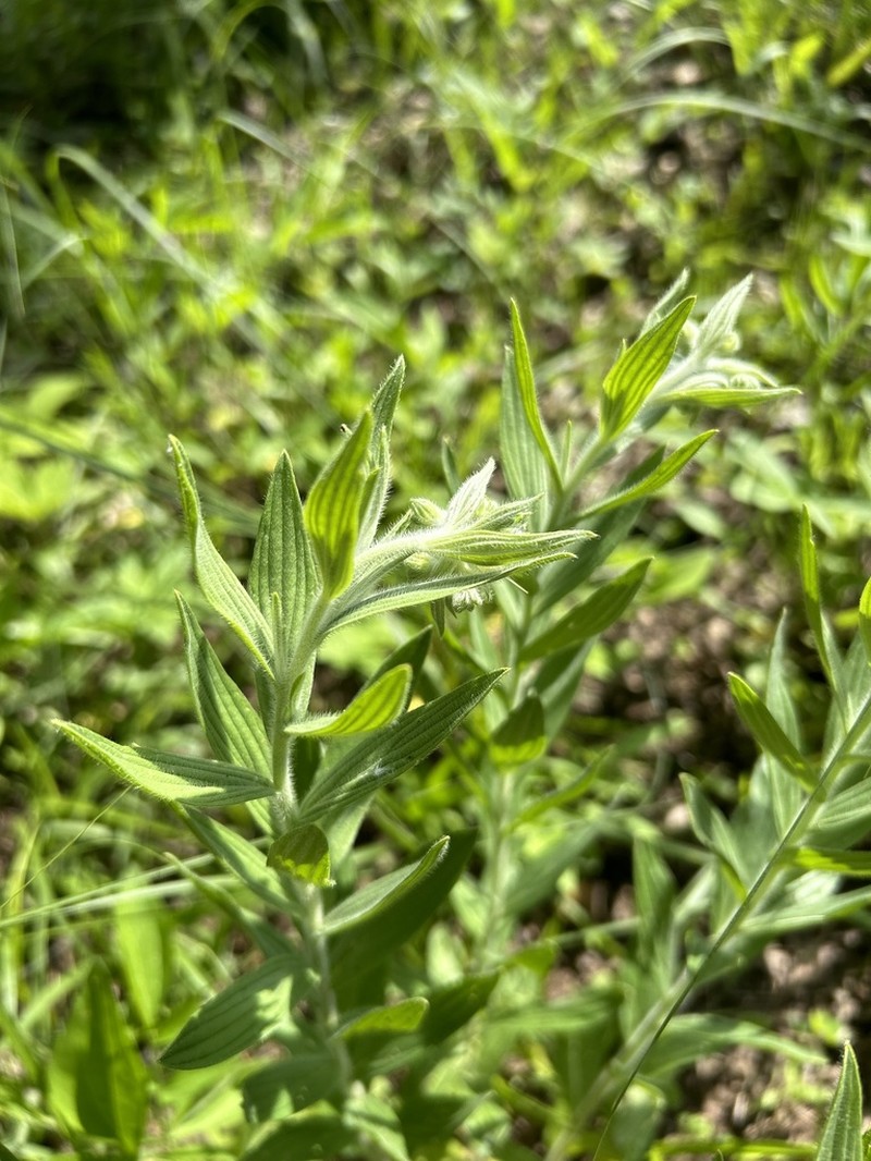 Lithospermum molle photo 3