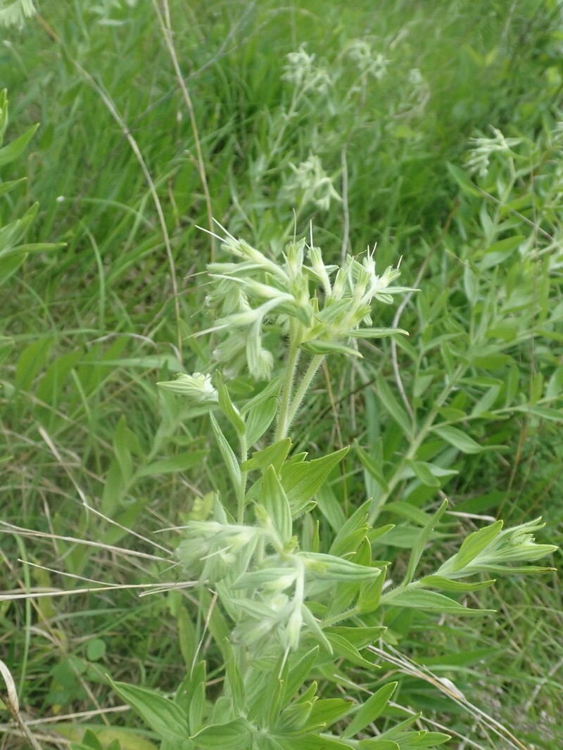 Lithospermum molle photo 4