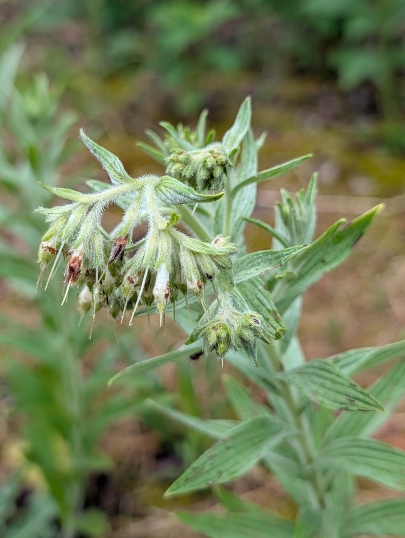 Lithospermum molle photo 5