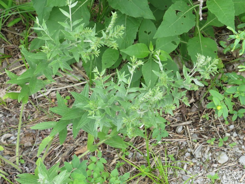 Lithospermum molle photo 6
