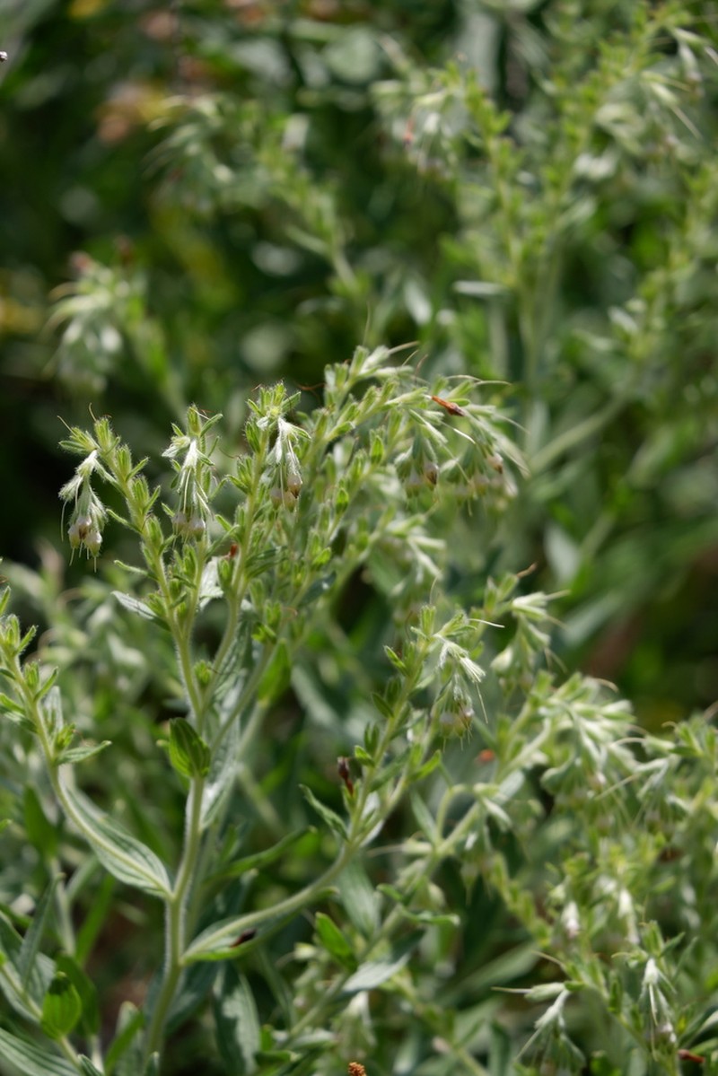 Lithospermum molle photo 7