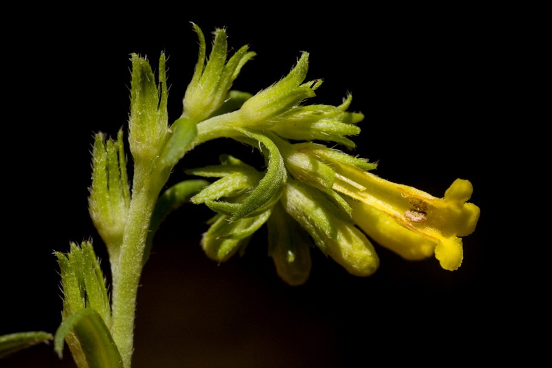 Manyflowered Stoneseed