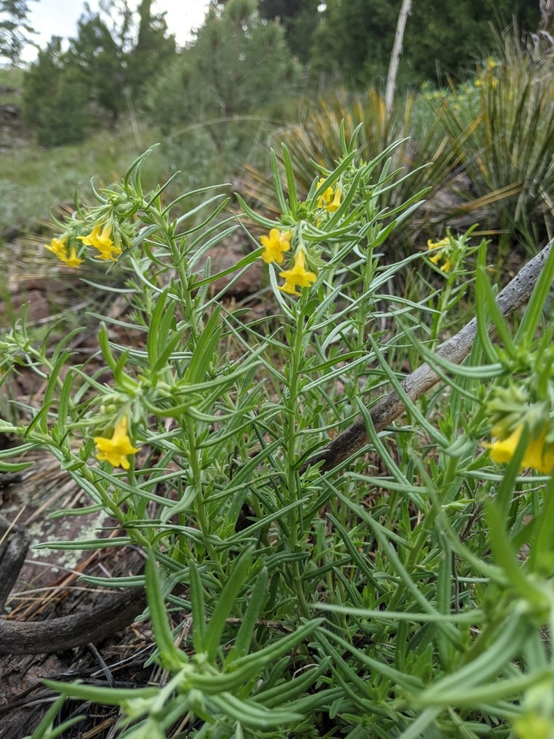 Manyflowered Stoneseed