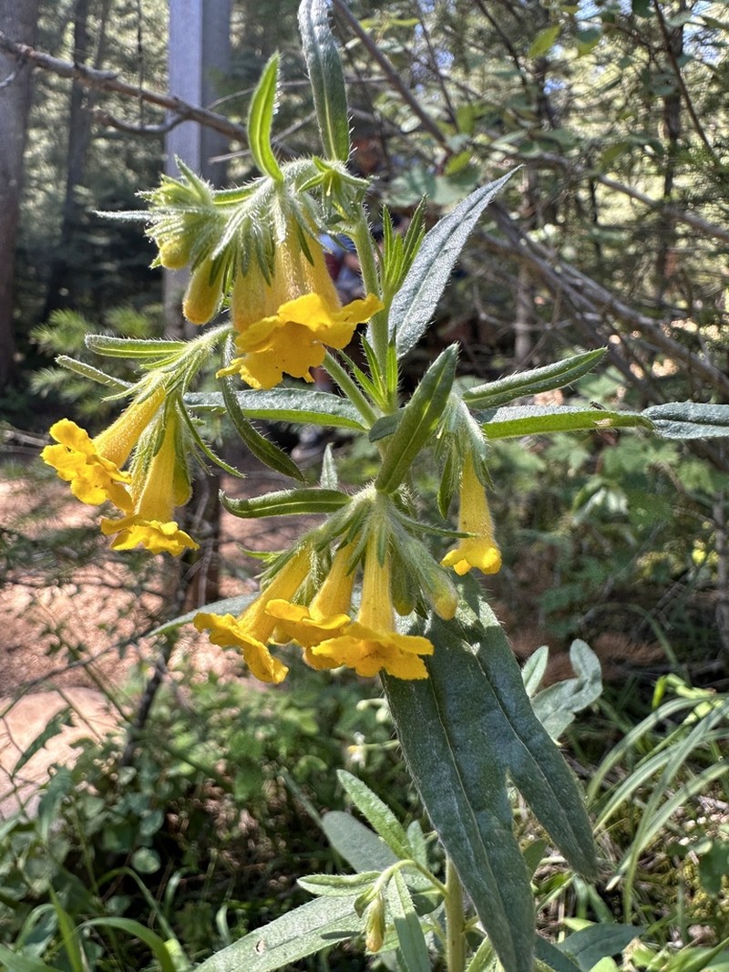 Manyflowered Stoneseed photo 2