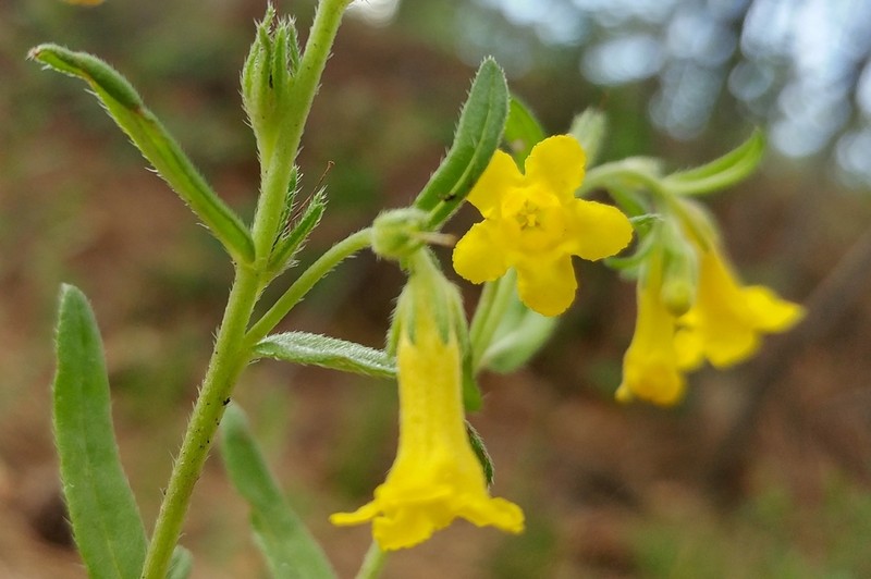 Manyflowered Stoneseed photo 3
