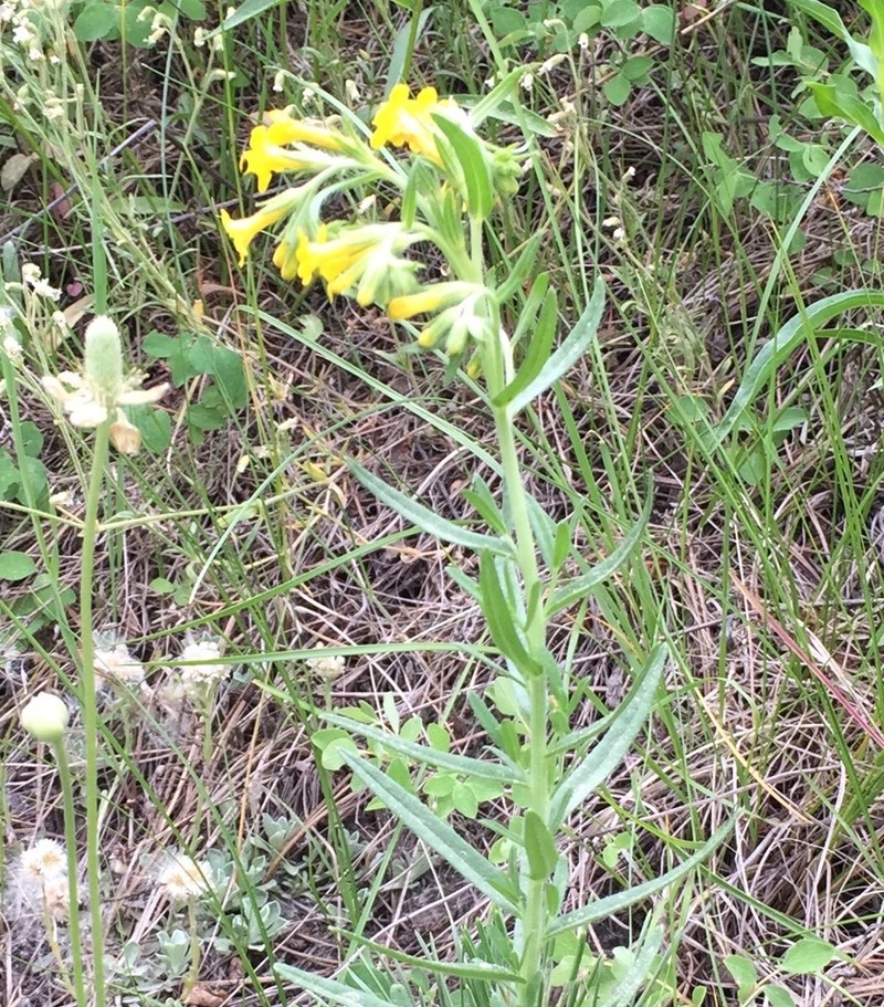 Manyflowered Stoneseed photo 4