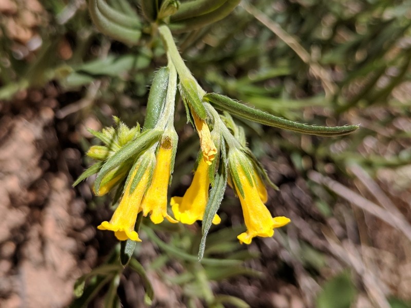 Manyflowered Stoneseed photo 5