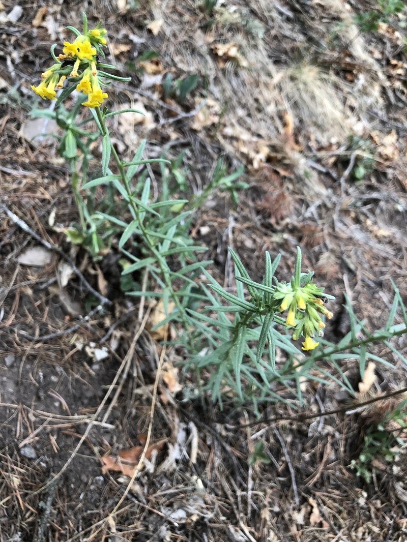 Manyflowered Stoneseed photo 6