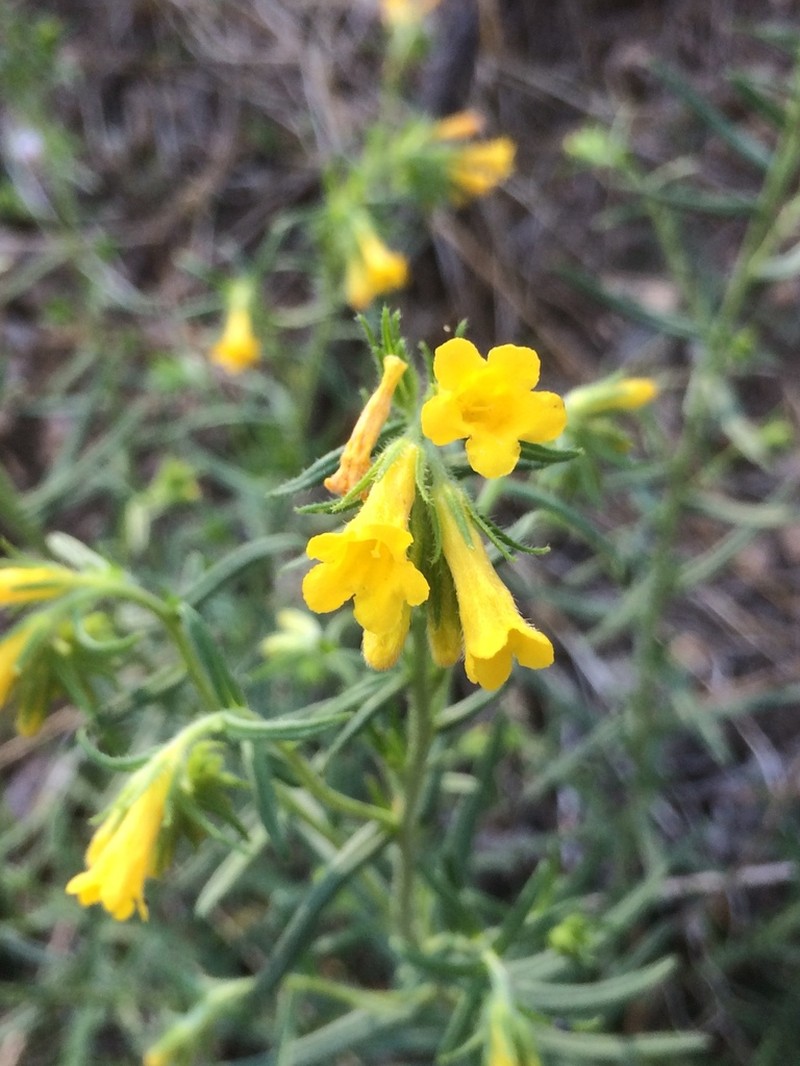 Manyflowered Stoneseed photo 7