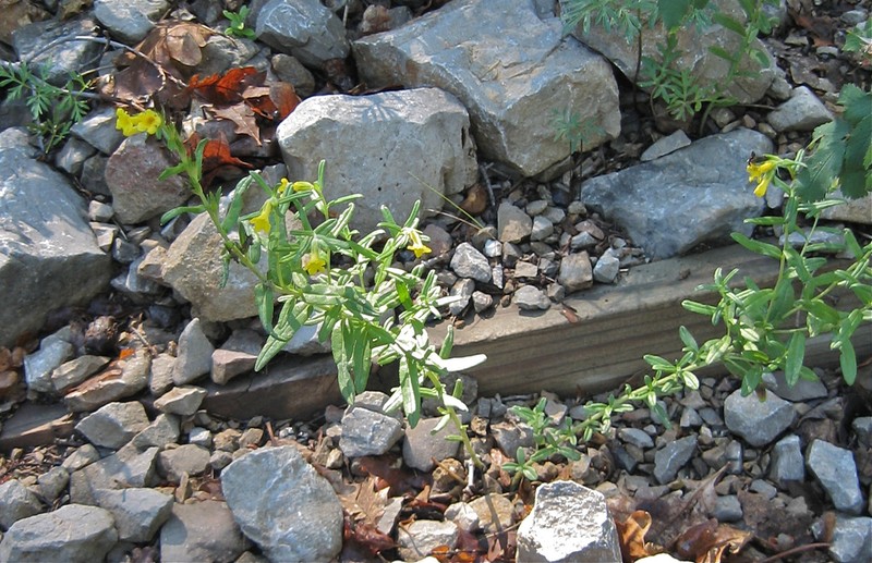 Manyflowered Stoneseed photo 8
