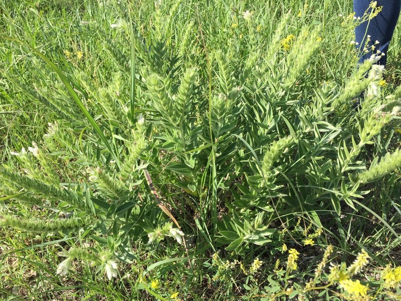 Lithospermum occidentale