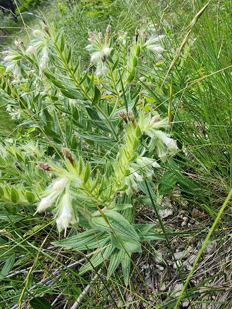 Lithospermum occidentale photo 2