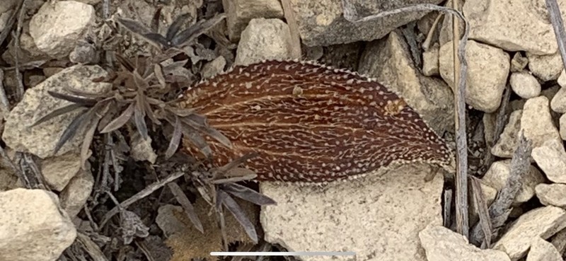 Lithospermum occidentale photo 3