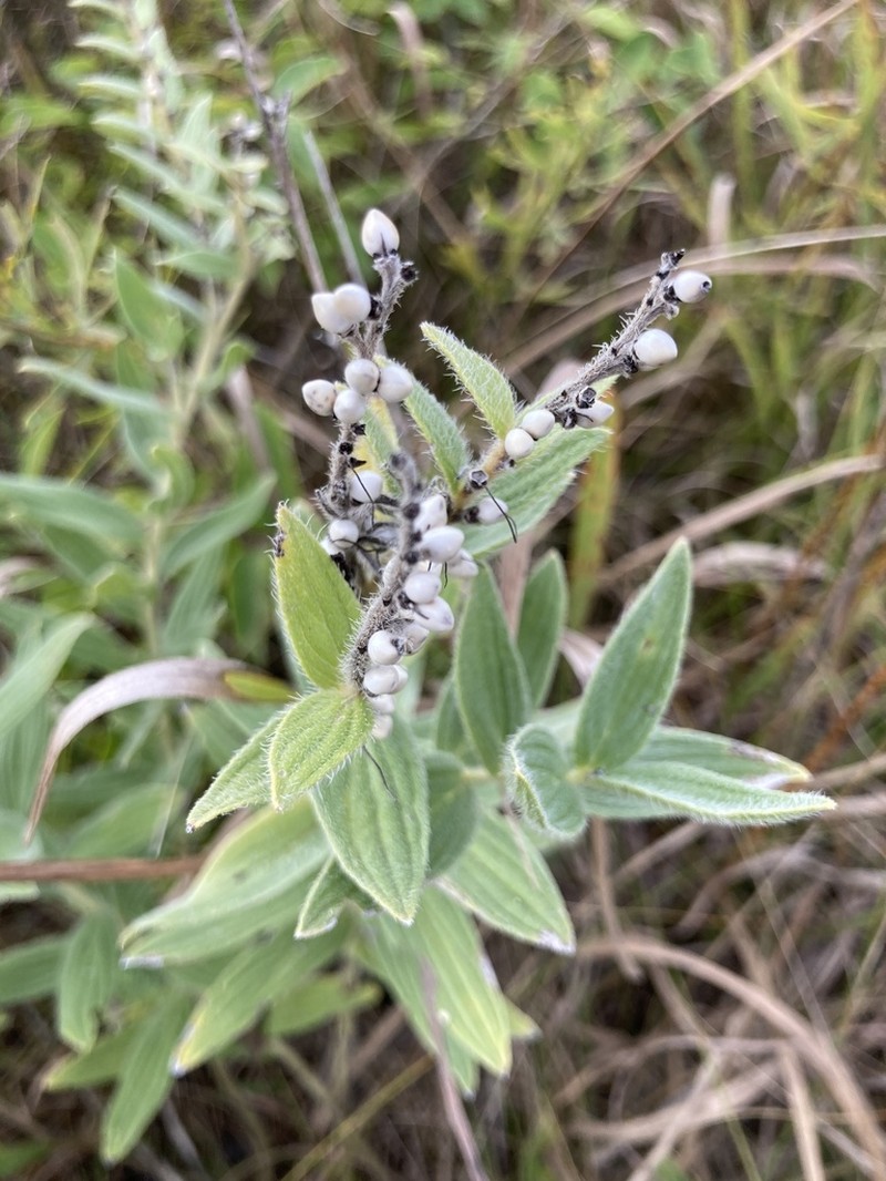 Lithospermum occidentale photo 4