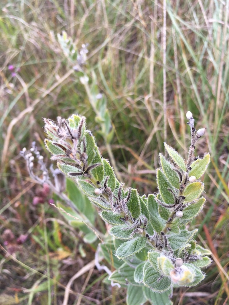 Lithospermum occidentale photo 6