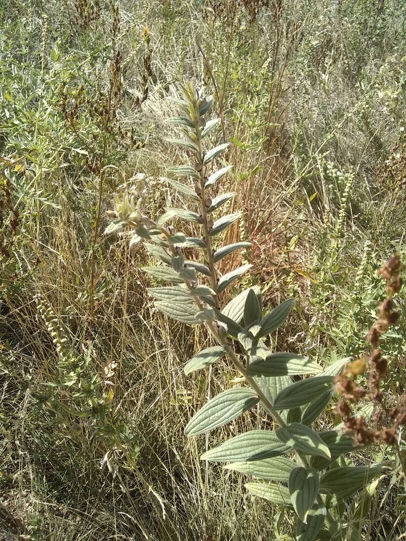 Lithospermum occidentale photo 7