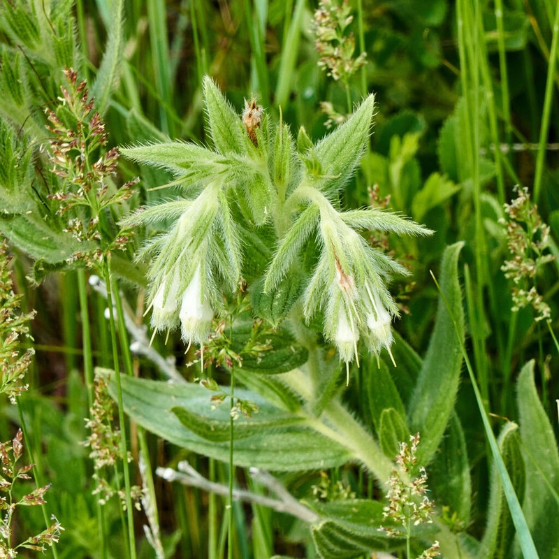 Lithospermum occidentale photo 8