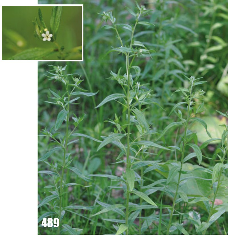 European Stoneseed photo 5