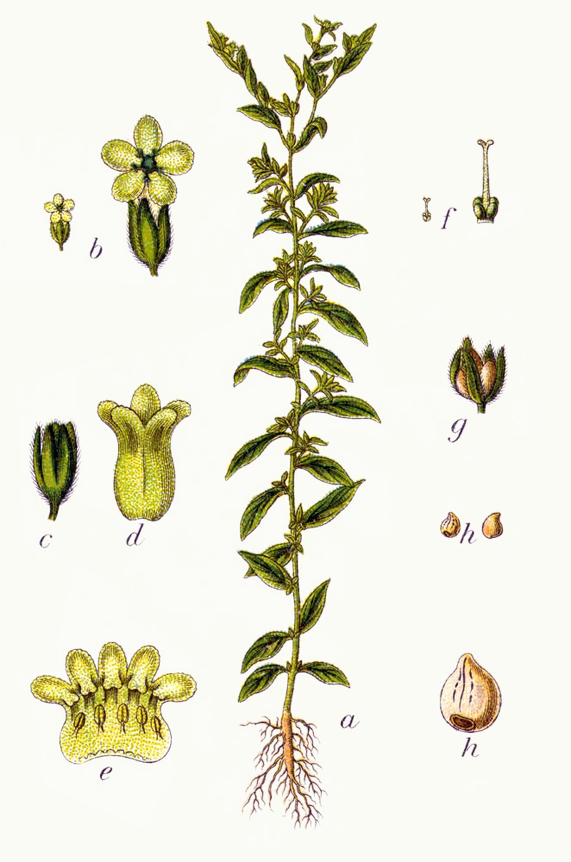 European Stoneseed photo 2