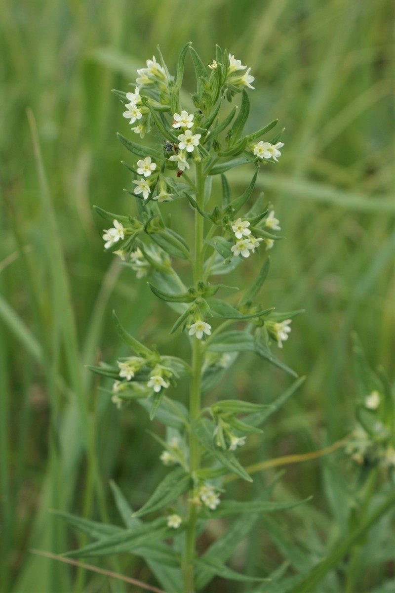 European Stoneseed photo 3