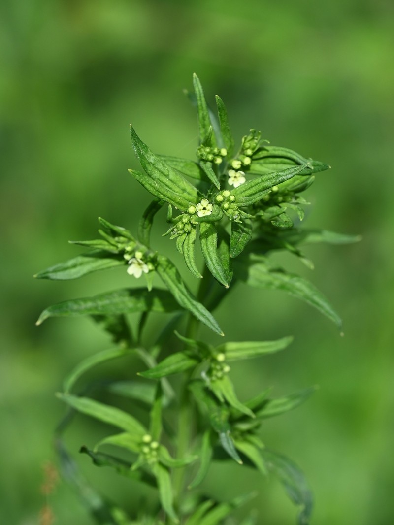 European Stoneseed photo 4