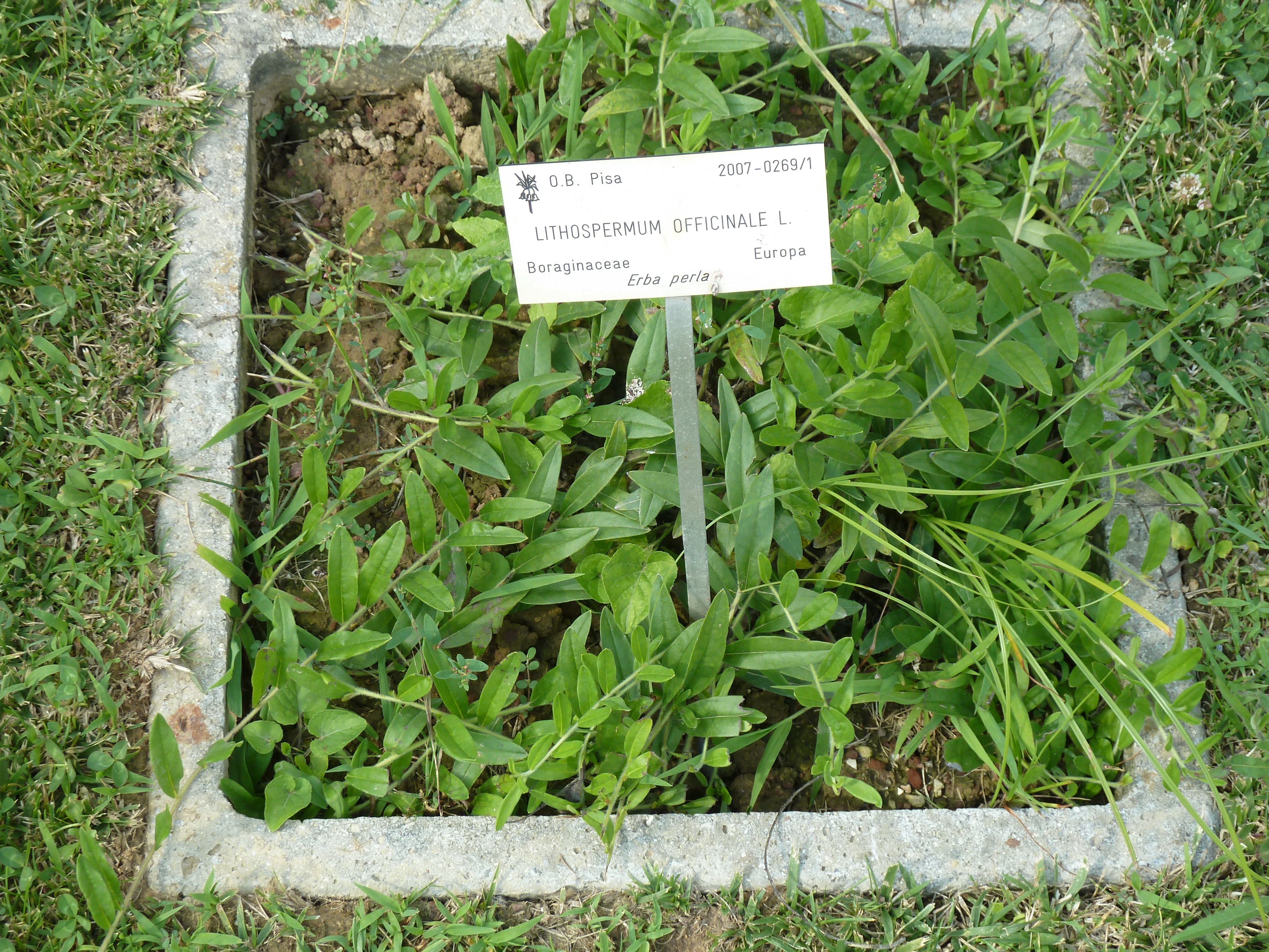 European Stoneseed photo 7
