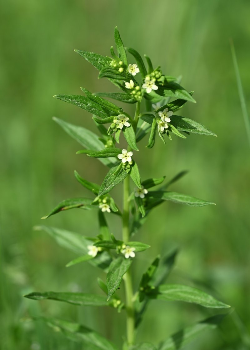 European Stoneseed photo 8