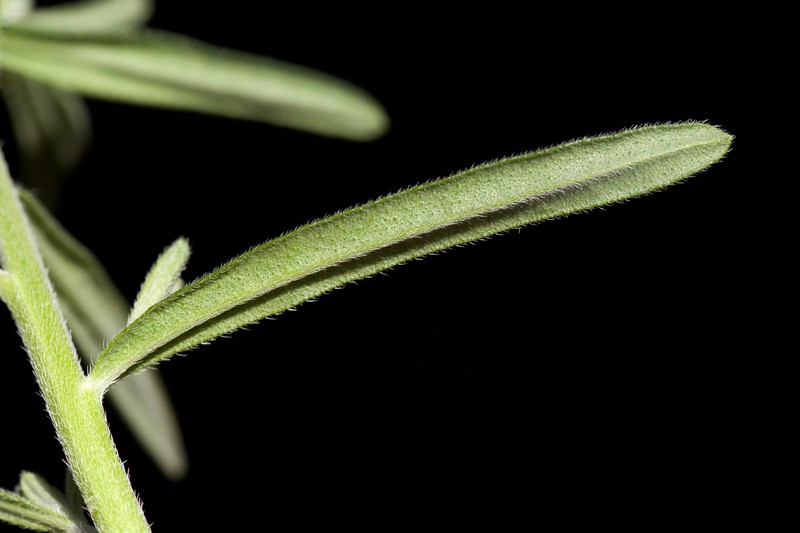 Parks' Stoneseed