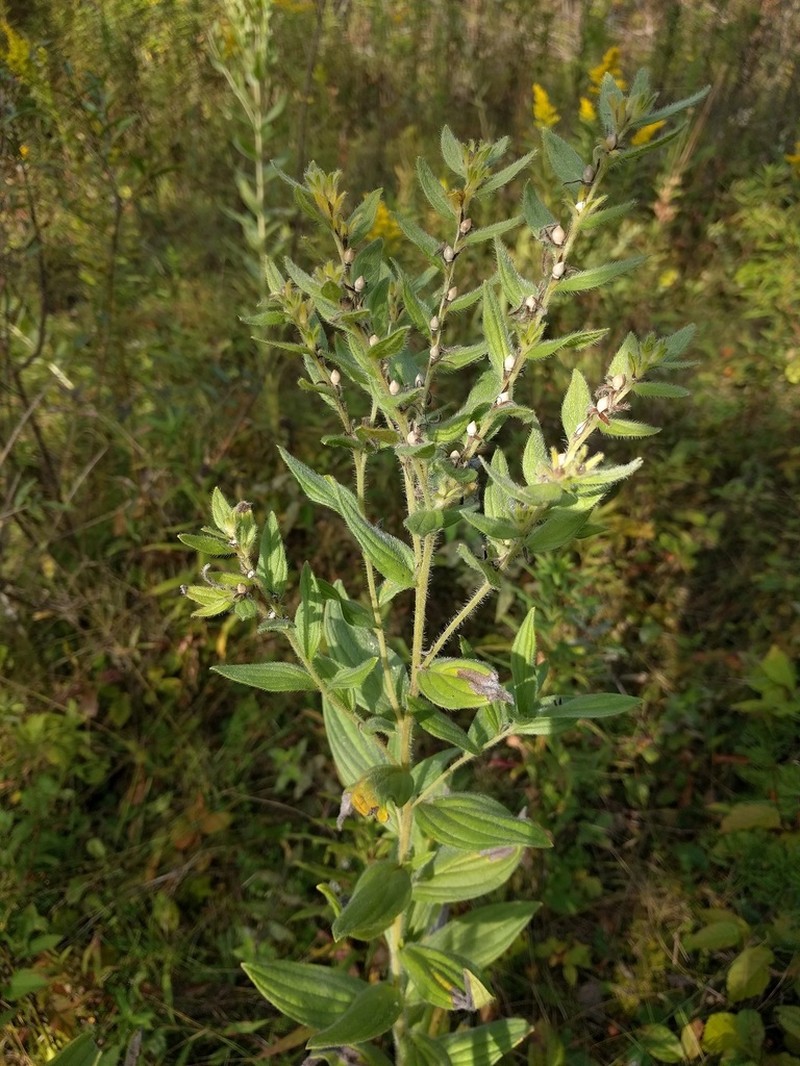 Lithospermum parviflorum photo 2
